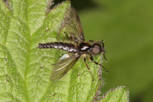 Réf. 277 852 : Bibio lanigerus